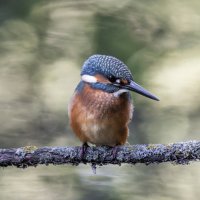 зимородок. :: юрий макаров