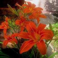 Ли цветут :: Елена Семигина