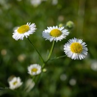 Мелколепестник луговой :: Александр Синдерёв