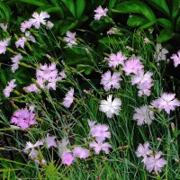 Гвоздика :: Рита Симонова Гвоздика :: Рита Симонова