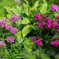 Гвоздика :: Рита Симонова