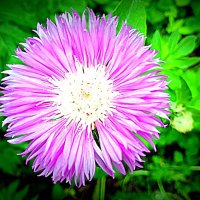 Цветы. :: Владимир Драгунский