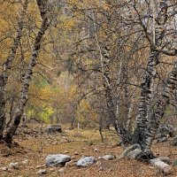 ПО НИЗАМ. :: Виктор Осипчук