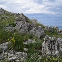 Природа Крыма :: Amazing Cosmea
