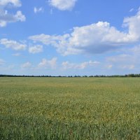 Поле урожая. :: Виктор 