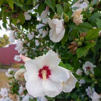 Просто лето :: Татьяна Пальчикова