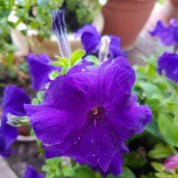 Петуния :: Татьяна Пальчикова