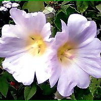 Шток-роза (мальва) :: Ольга Довженко