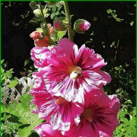 Шток-роза (мальва) :: Ольга Довженко