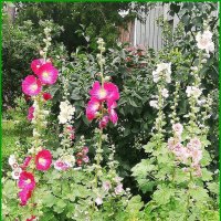 Шток-роза (мальва) на газоне у дома. :: Ольга Довженко