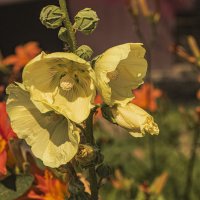 Мальва. :: Петр Беляков