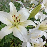 Восточные лилии :: Татьяна Тюменка