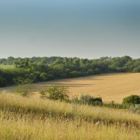 *** :: Надежда Куркина 