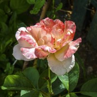 Двух цветная роза :: Валентин Семчишин