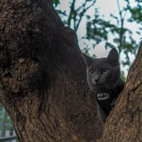 Кошка в Окошке :: юрий поляков