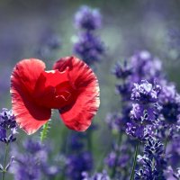 b.km :: Михаил Бибичков