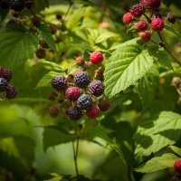 Ежевика зреет. :: Анатолий Нецепляев