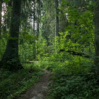 Июльские пейзажи: лесная тропинка. :: Игорь Викторов