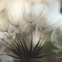 *** :: Елена Kазак (selena1965)