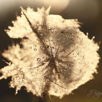 *** :: Елена Kазак (selena1965)