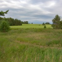 Поле в Гляденах :: Евгений Тарасов 