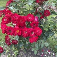 Розы :: Наталия Павлова