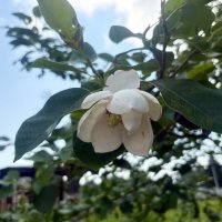 Цветок магнолии...Старая Русса :: Наталия Павлова