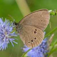 *** :: Viktor Makarov *** :: Viktor Makarov