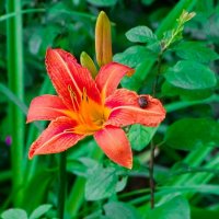 Лилия с улиткой. :: Милешкин Владимир Алексеевич 