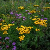 Пижма зацвела - экватор лета :: Андрей Лукьянов Пижма зацвела - экватор лета :: Андрей Лукьянов