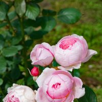 Летние розы :: Ольга 