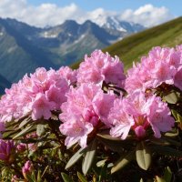 Цветение рододендронов на Кавказе :: Ольга Цветение рододендронов на Кавказе :: Ольга