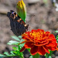 *** :: Виктор Иванович Чернюк *** :: Виктор Иванович Чернюк