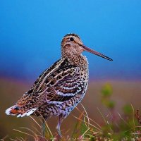 Июль...Кулик-франт! :: Владимир 