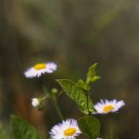 Маргаритки :: Michel 