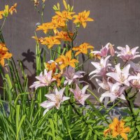 Лилии цветут :: Валерий Иванович