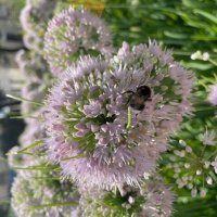 Pro шмеля :: Alisia La DEMA