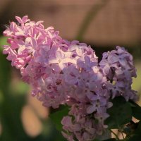 Сирень :: Роман Савоцкий