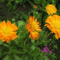 Солнечные красавицы :: Людмила Смородинская Солнечные красавицы :: Людмила Смородинская