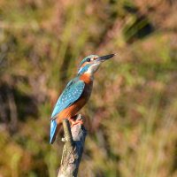 Зимородок :: Владислав Иопек Зимородок :: Владислав Иопек