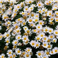 Московский зоопапрк. Хризантемы. :: Наташа ***** Московский зоопапрк. Хризантемы. :: Наташа *****