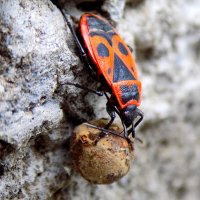 Клоп-солдатик и липовое семя... :: Константин Штарк