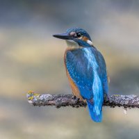 зимородок. :: юрий макаров зимородок. :: юрий макаров