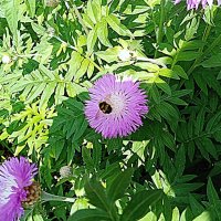 Цветы. :: Владимир Драгунский