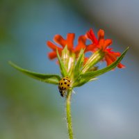 Летние зарисовки. :: Sergey (Apg) Летние зарисовки. :: Sergey (Apg)