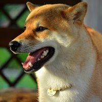 На даче :: Татьяна Лютаева На даче :: Татьяна Лютаева