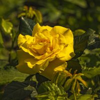 Цветём. :: Петр Беляков