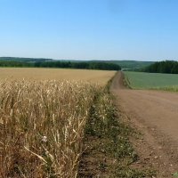 О видах на урожай... :: Андрей Заломленков