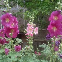 Мальвы цветут :: Елена Семигина