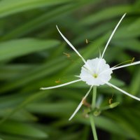 звезда. :: Светлана Попова звезда. :: Светлана Попова